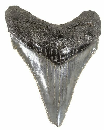 Serrated, Juvenile Megalodon Tooth - South Carolina #54142